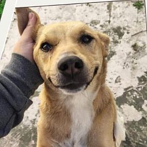 Foto de Mascota Encontrada