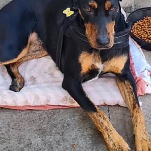 Foto de Mascota Encontrada