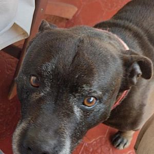 Foto de Mascota Extraviada