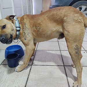 Foto de Mascota Encontrada