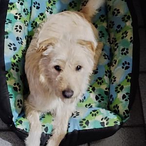 Foto de Mascota Encontrada