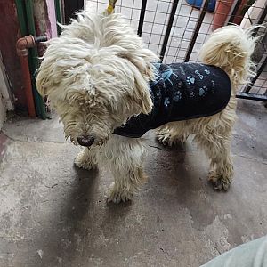 Foto de Mascota Encontrada