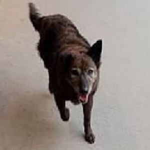 Foto de Mascota Extraviada