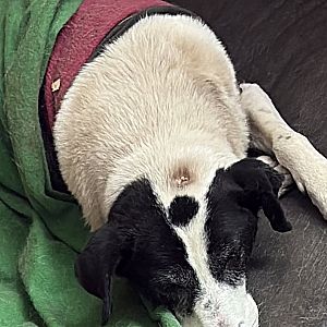 Foto de Mascota Extraviada
