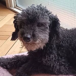 Foto de Mascota Encontrada