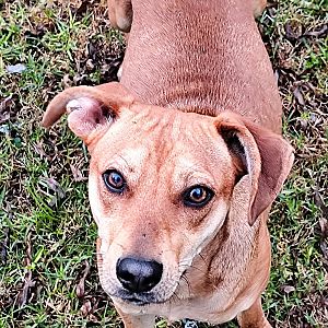 Foto de Mascota Encontrada