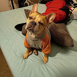 Foto de Mascota Extraviada