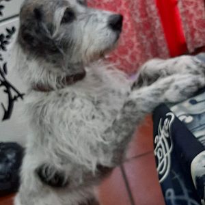 Foto de Mascota Extraviada