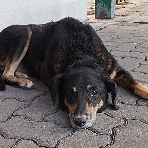 Foto de Mascota Extraviada