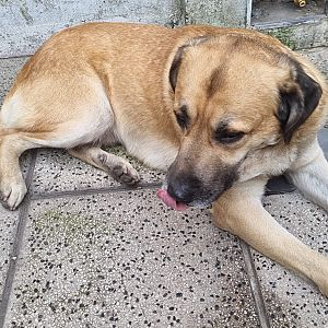 Foto de Mascota Encontrada