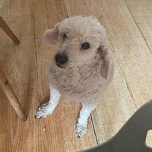 Foto de Mascota Extraviada