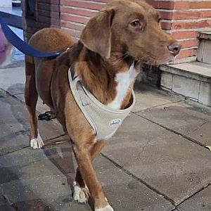Foto de Mascota Encontrada