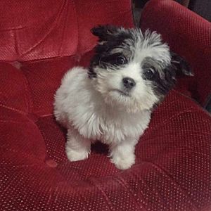 Foto de Mascota Extraviada