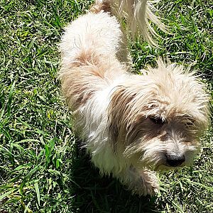 Foto de Mascota Extraviada