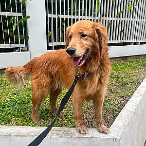 Foto de Mascota Encontrada