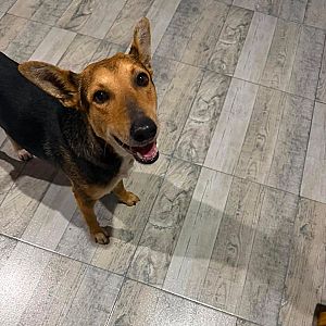 Foto de Mascota Encontrada