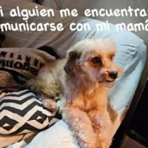 Foto de Mascota Extraviada