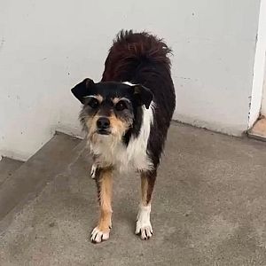 Foto de Mascota Encontrada