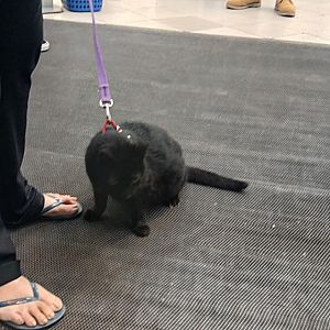 Foto de Mascota Encontrada