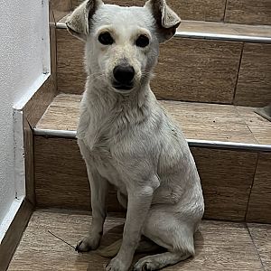 Foto de Mascota Encontrada