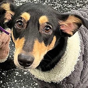 Foto de Mascota Extraviada