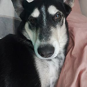 Foto de Mascota Extraviada