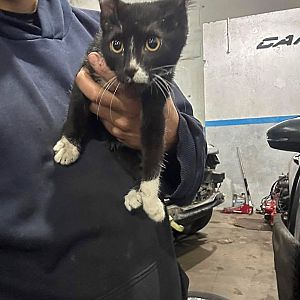 Foto de Mascota Encontrada
