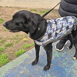 Foto de Mascota Encontrada