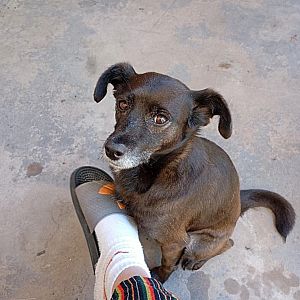 Foto de Mascota Extraviada
