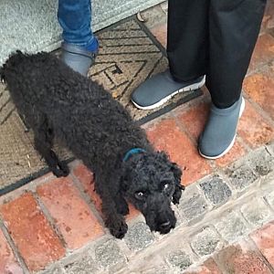 Foto de Mascota Encontrada