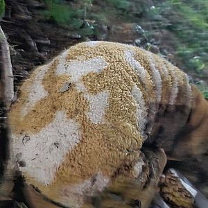 Foto de Mascota Encontrada