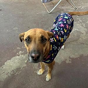 Foto de Mascota Extraviada