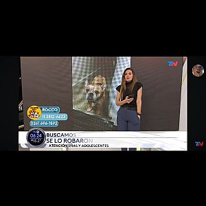 Foto de Mascota Extraviada
