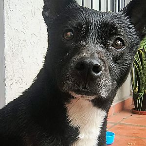 Foto de Mascota Encontrada