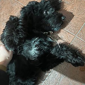 Foto de Mascota Encontrada