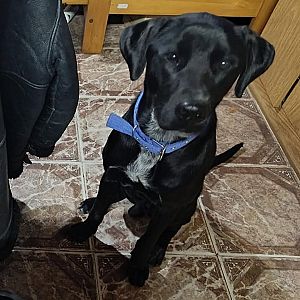 Foto de Mascota Extraviada