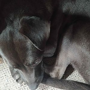 Foto de Mascota Encontrada
