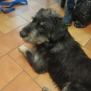 Foto de Mascota Encontrada