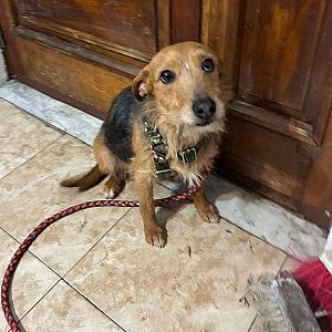 Foto de Mascota Encontrada