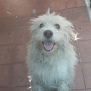 Foto de Mascota Extraviada