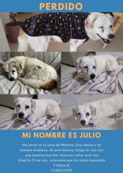 Foto de Mascota Extraviada