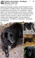 Foto de Mascota Extraviada