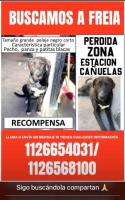 Foto de Mascota Extraviada