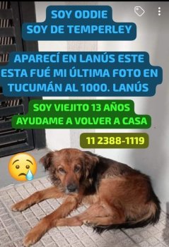 Foto de Mascota Extraviada