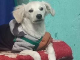 Foto de Mascota Extraviada