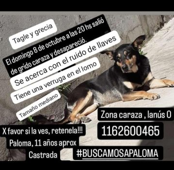 Foto de Mascota Extraviada