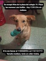 Foto de Mascota Extraviada