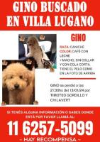 Foto de Mascota Extraviada