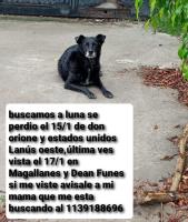 Foto de Mascota Extraviada