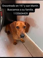 Foto de Mascota Encontrada